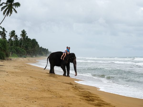 Sri Lanka-Young couple is riding on an elephant on the background of a tropical ocean beach. Tropical coast of Sri Lanka